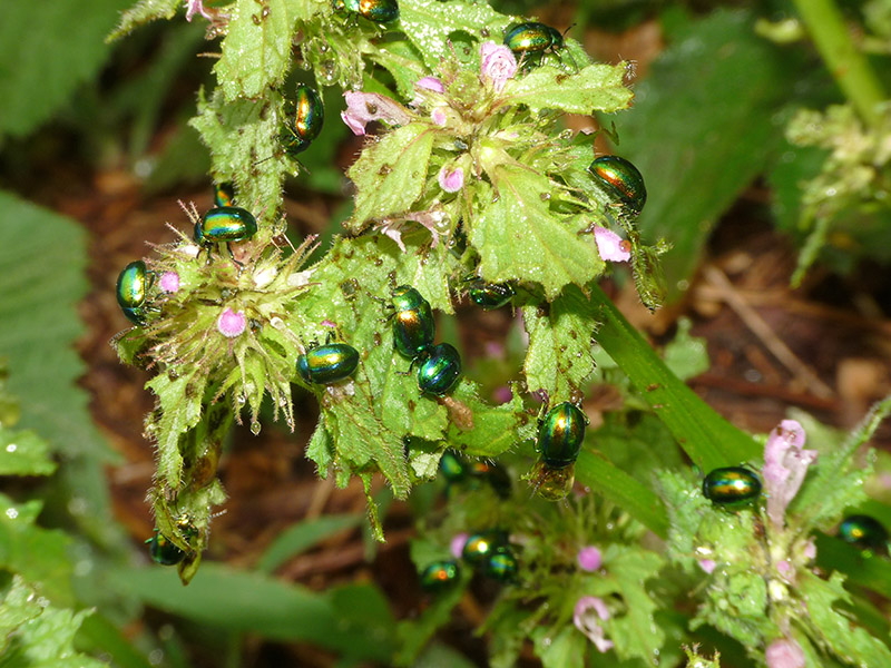 Chrysolina (Fastuolina) fastuosa, Chrysomelidae